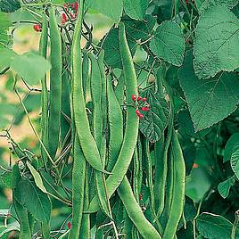 Bean (Runner) Seeds - Enorma