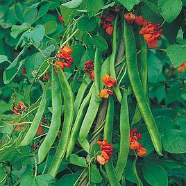 Bean (Runner) Seeds - Butler