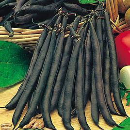 Dwarf French Bean Purple Queen - Seeds