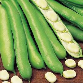 Broad Bean Witkiem Manita - Seeds