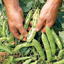 Broad Bean Seeds - The Sutton