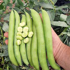 Bean (Broad Bean) Seeds - Luz de Otono