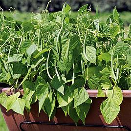 Dwarf French Bean Mascotte - Seeds