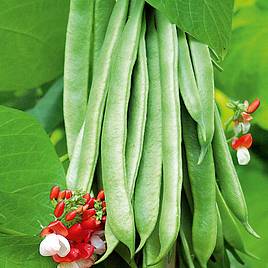 Bean (Runner) Seeds - Tenderstar