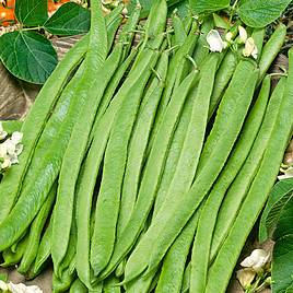 Bean (Runner/Butter) Seeds - Czar