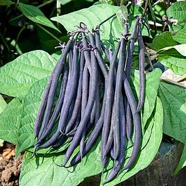 Bean (Dwarf French) Seeds - Mistik