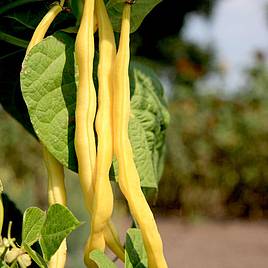 Climbing French Bean Neckargold - Organic Seeds