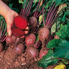 Beetroot Seeds - Globe 2