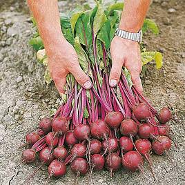 Beetroot Seeds - F1 Action