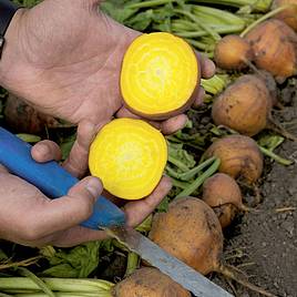 Beetroot Seeds - F1 Bolder