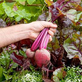 Beetroot Seeds - Bulls Blood