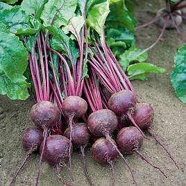 Beetroot (Organic) Seeds - Rhonda