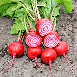 Beetroot (Organic) Seeds - Barabietola Di Chioggia