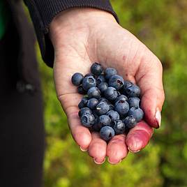 Wild Blueberry Seeds