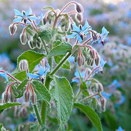Borage - Herb Seeds