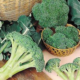 Broccoli Seeds - Autumn Spear