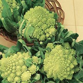 Cauliflower Seeds - Romanesco Early