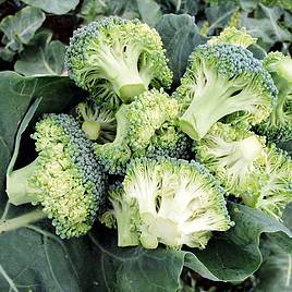 Broccoli Seeds - F1 Stromboli