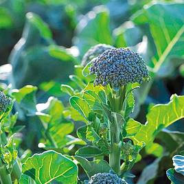 Broccoli Seeds - F1 Bellaverde® Sibsey