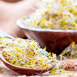 Sprouting Seeds - Broccoli Green-Sprouting