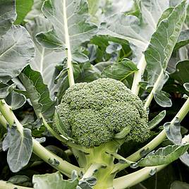 Broccoli Seeds - F1 Monclano