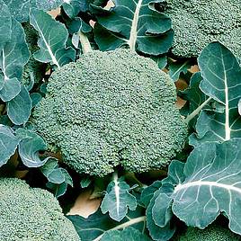 Broccoli Calabrese Belstar F1 - Organic Seeds