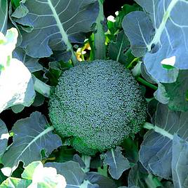 Broccoli Seeds - Gemini F1