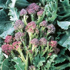 Broccoli Seeds - Purple Sprouting