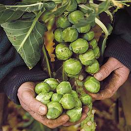 Brussels Sprout Seeds - F1 Brigitte