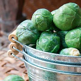 Brussels Sprout Seeds - F1 Crispus