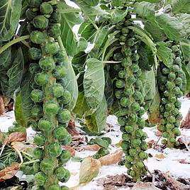 Brussels Sprout Seeds - F1 Brenden