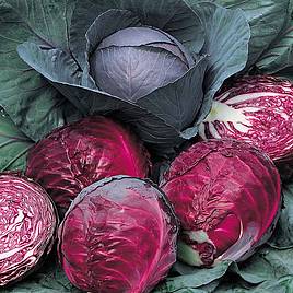 Cabbage Seeds - Red Drumhead