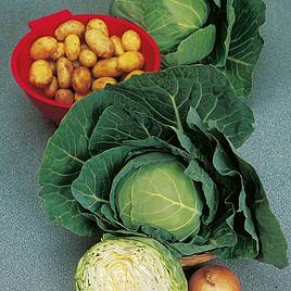 Cabbage Seeds - Golden Acre Primo