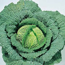 Cabbage (Savoy) Seeds - Ormskirk (1) Rearguard
