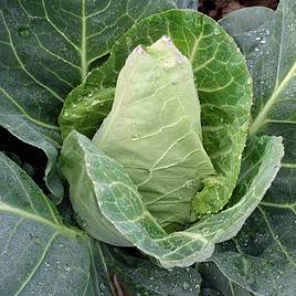 Cabbage F1 Dutchman - Seeds