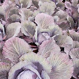 Cabbage Lodero F1 Hybrid (Autumn Red Cabbage)