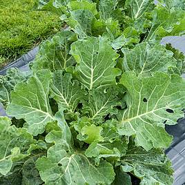 Cabbage (Collard) F1 Sweetie - Seeds