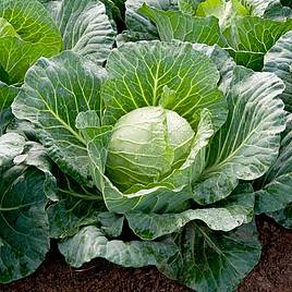 Cabbage Seeds - F1 Sunta