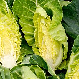 Cabbage F1 Summer Jewel - Seeds