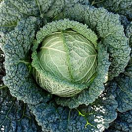 Cabbage (Savoy) Seeds - F1 Serpentine