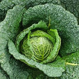 Cabbage Savoy Vertus - Organic Seeds