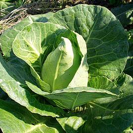 Cabbage Chateaurenard - Organic Seeds