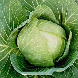 Cabbage Seeds - Cabbice F1