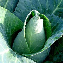 Cabbage Caraflex F1 - Organic Seeds