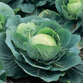 Cabbage Seeds - F1 Kilazol