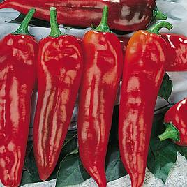 Pepper Sweet Seeds - Corno di toro rosso