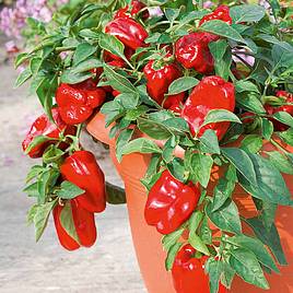 Sweet Pepper Redskin F1 - Seeds