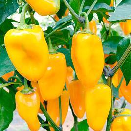 Sweet Pepper Midas - Seeds