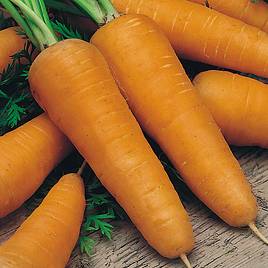 Carrot Seeds - Chantenay Red Cored 2