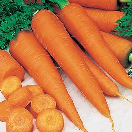 Carrot Seeds - St. Valery